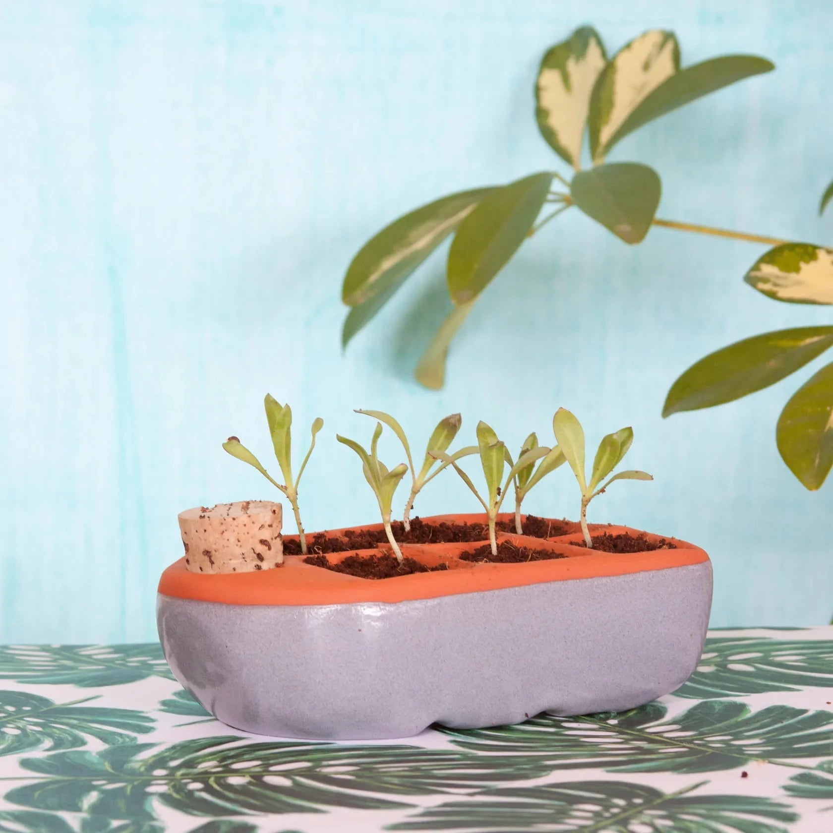 A low ceramic planter holds
seedlings